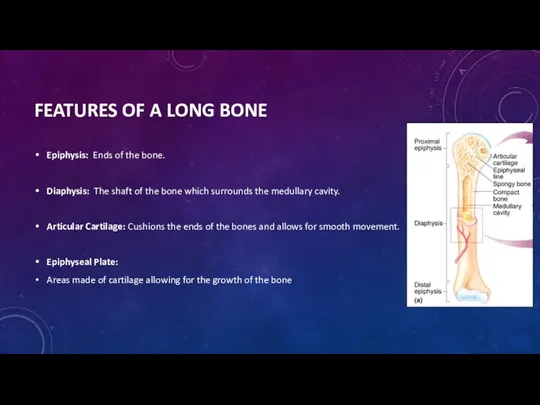FEATURES OF A LONG BONE Epiphysis: Ends of the bone.