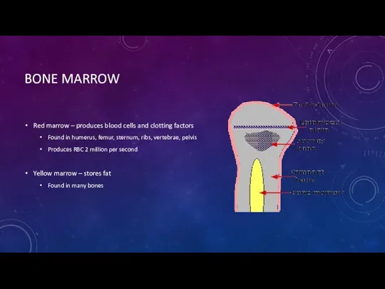 BONE MARROW Red marrow – produces blood cells and clotting