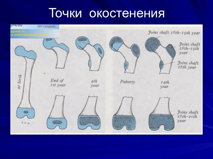 Точки окостенения