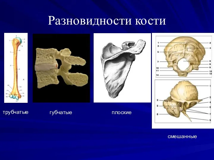 Разновидности кости трубчатые губчатые плоские смешанные