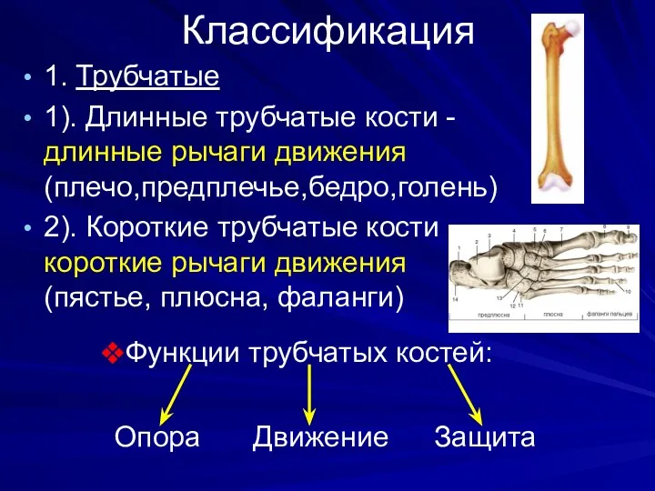 Классификация 1. Трубчатые 1). Длинные трубчатые кости -длинные рычаги движения