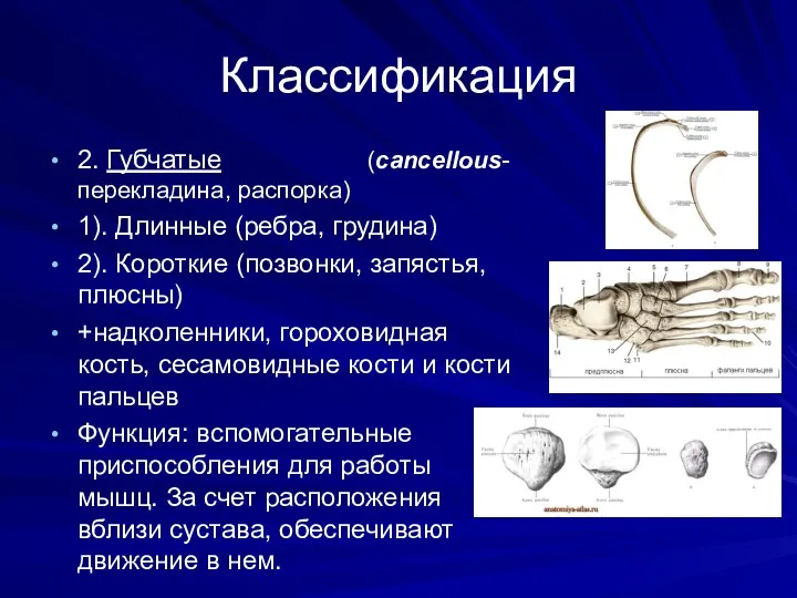 Классификация 2. Губчатые (cancellous-перекладина, распорка) 1). Длинные (ребра, грудина) 2).