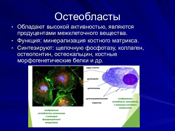 Остеобласты Обладают высокой активностью, являются продуцентами межклеточного вещества. Функция: минерализация