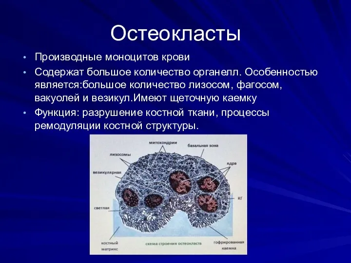 Остеокласты Производные моноцитов крови Содержат большое количество органелл. Особенностью является:большое