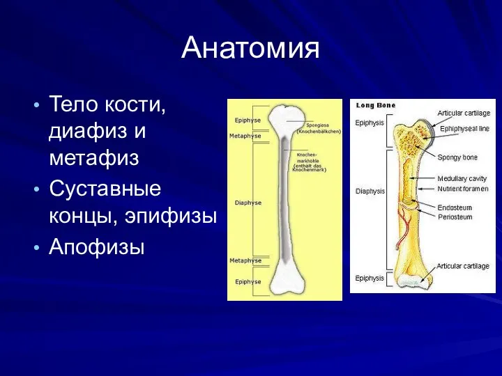 Анатомия Тело кости, диафиз и метафиз Суставные концы, эпифизы Апофизы
