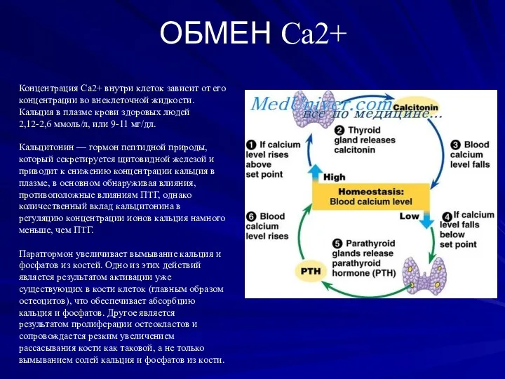 ОБМЕН Са2+ Концентрация Са2+ внутри клеток зависит от его концентрации