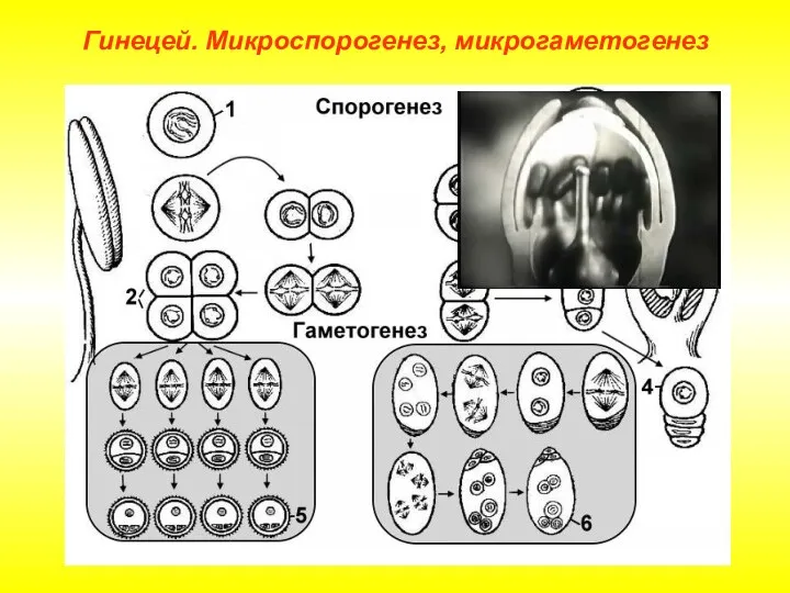 Гинецей. Микроспорогенез, микрогаметогенез