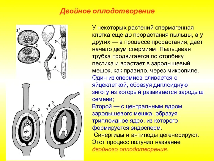 У некоторых растений спермагенная клетка еще до прорастания пыльцы, а у других —