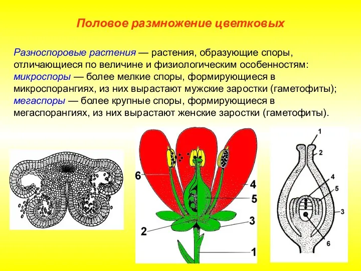 Разноспоровые растения — растения, образующие споры, отличающиеся по величине и физиологическим особенностям: микроспоры