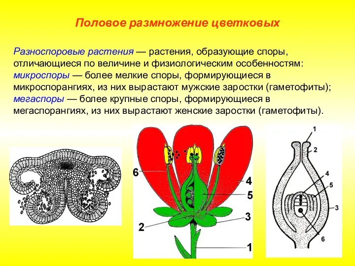 Разноспоровые растения — растения, образующие споры, отличающиеся по величине и