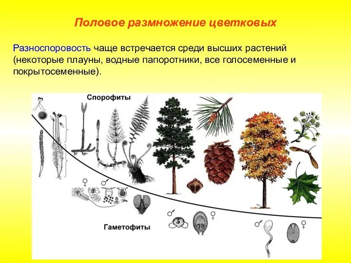 Разноспоровость чаще встречается среди высших растений (некоторые плауны, водные папоротники, все голосеменные и