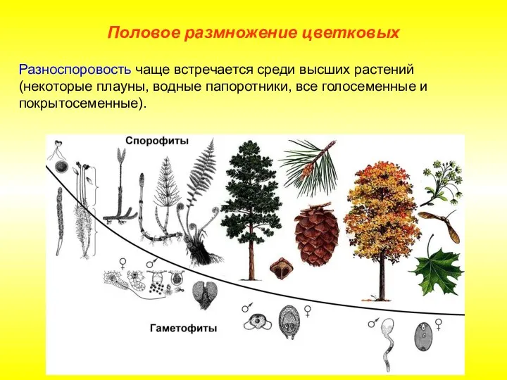 Разноспоровость чаще встречается среди высших растений (некоторые плауны, водные папоротники,