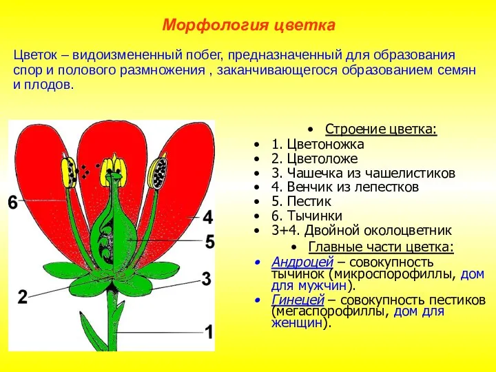 Морфология цветка Строение цветка: 1. Цветоножка 2. Цветоложе 3. Чашечка