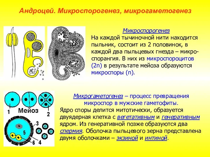 Микрогаметогенез – процесс превращения микроспор в мужские гаметофиты. Ядро споры делится митотически, образуется