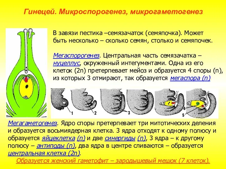 Мегагаметогенез. Ядро споры претерпевает три митотических деления и образуется восьмиядерная