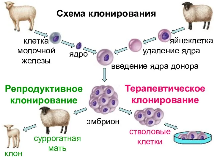 ядро эмбрион суррогатная мать клон стволовые клетки Репродуктивное клонирование Терапевтическое клонирование Схема клонирования