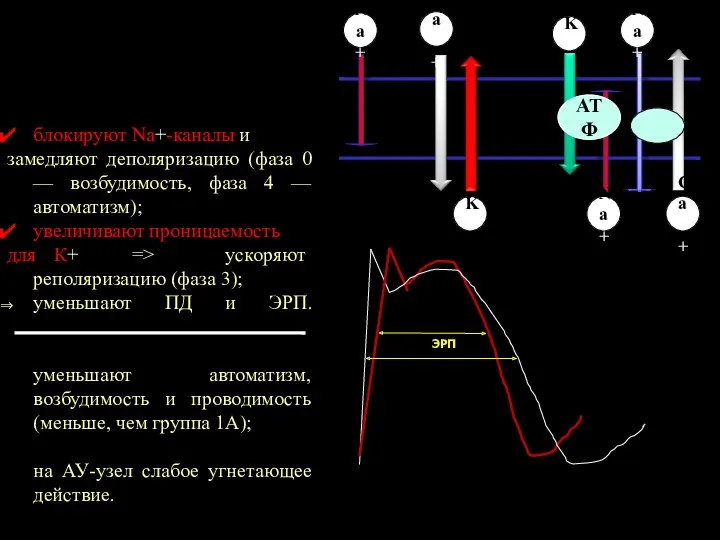 АТФ Na+ K+ K+ Na+ Na+ Ca++ Ca++ ЭРП блокируют