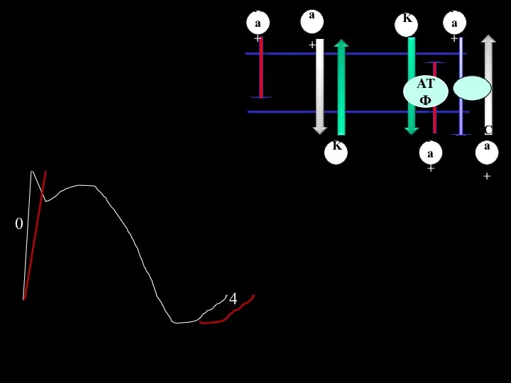 АТФ Na+ K+ K+ Na+ Na+ Ca++ Ca++ 0 4