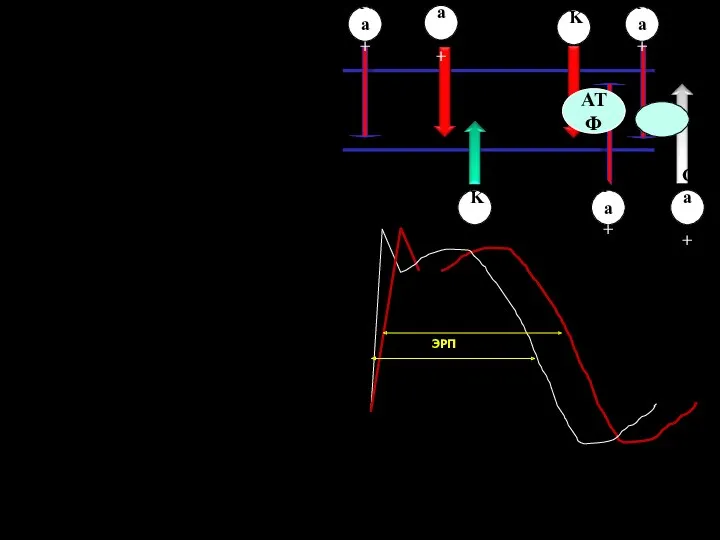 АТФ Na+ K+ K+ Na+ Na+ Ca++ Ca++ ЭРП