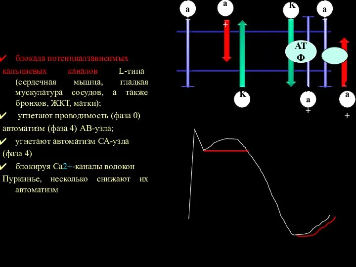 АТФ Na+ K+ K+ Na+ Na+ Ca++ Ca++ блокада потенциалзависимых