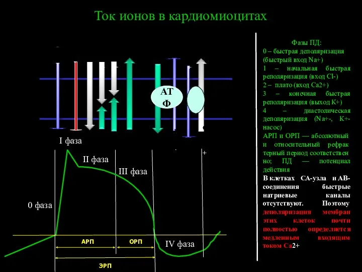 Ток ионов в кардиомиоцитах Фазы ПД: 0 – быстрая деполяризация