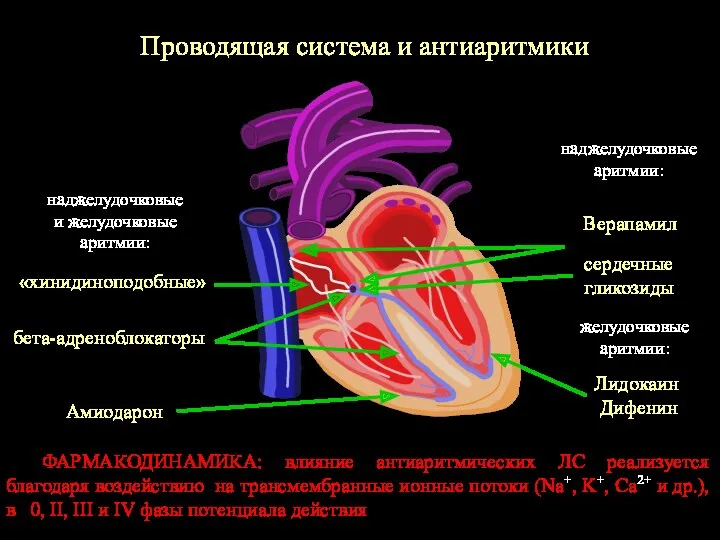 Проводящая система и антиаритмики наджелудочковые и желудочковые аритмии: желудочковые аритмии: