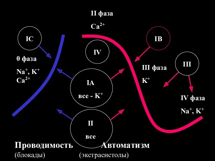 Проводимость Автоматизм (блокады) (экстрасистолы) 0 фаза Na+, K+ Ca2+ II