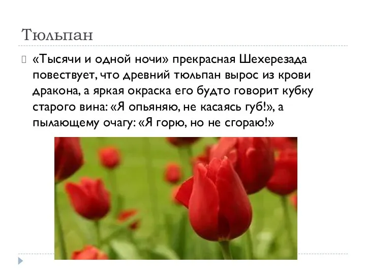 Тюльпан «Тысячи и одной ночи» прекрасная Шехерезада повествует, что древний