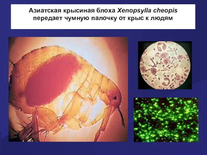 Азиатская крысиная блоха Xenopsylla cheopis передает чумную палочку от крыс к людям