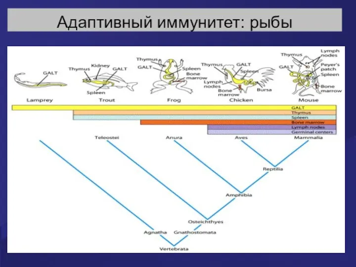 Адаптивный иммунитет: рыбы