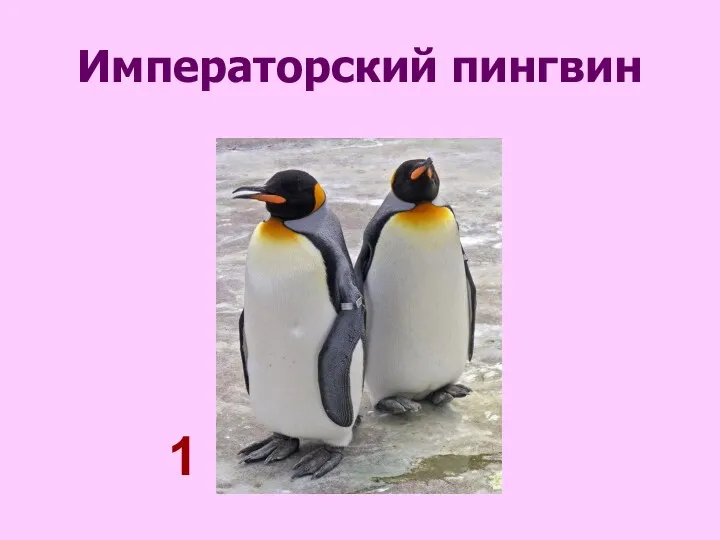 Императорский пингвин 1
