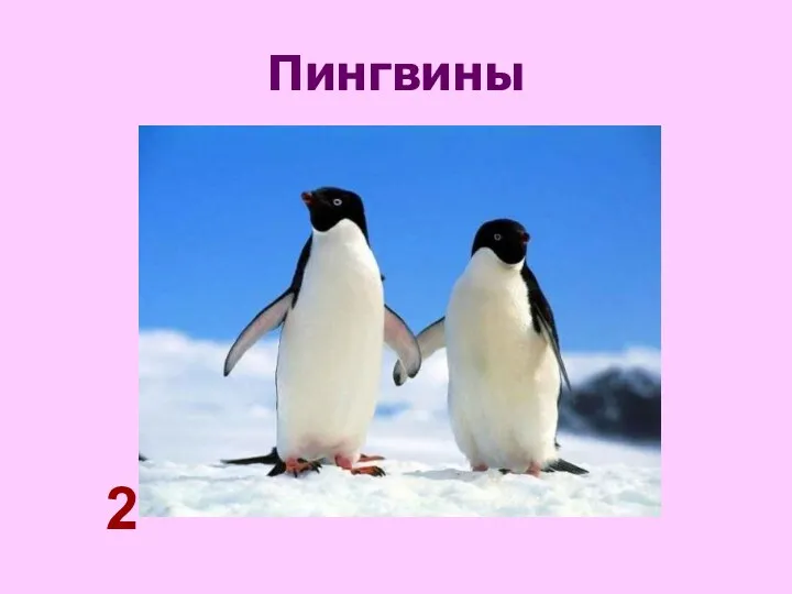 Пингвины 2