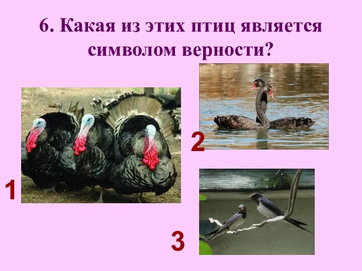 6. Какая из этих птиц является символом верности? 1 2 3