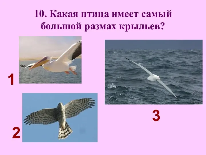10. Какая птица имеет самый большой размах крыльев? 2 3 1