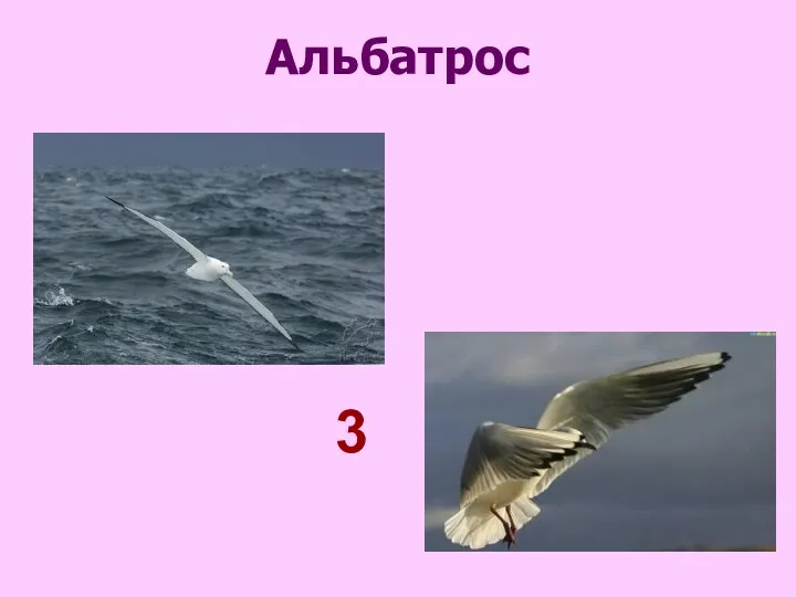 Альбатрос 3