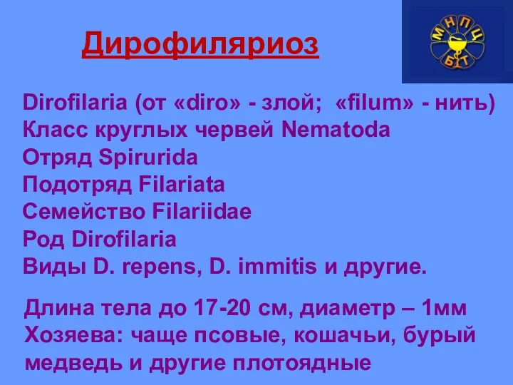 Дирофиляриоз Dirofilaria (от «diro» - злой; «filum» - нить) Класс