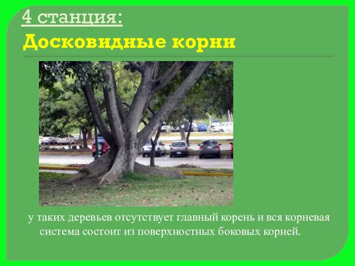 4 станция: Досковидные корни у таких деревьев отсутствует главный корень