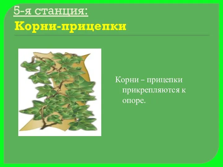 5-я станция: Корни-прицепки Корни – прицепки прикрепляются к опоре.