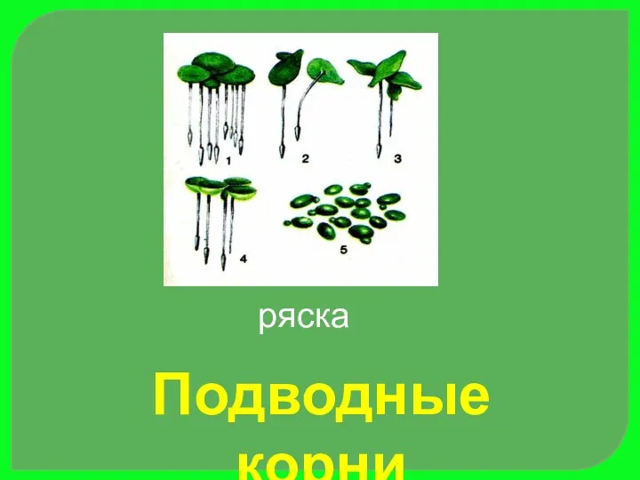 ряска Подводные корни