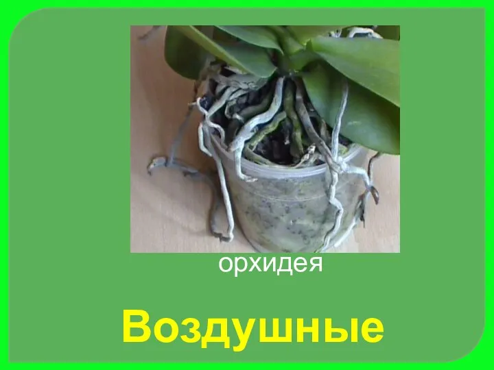 орхидея Воздушные корни