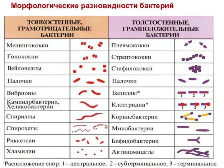 Морфологические разновидности бактерий