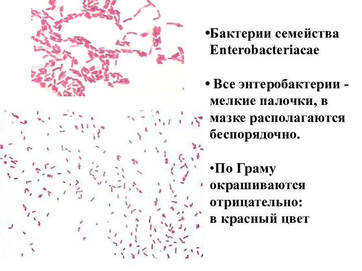 Бактерии семейства Enterobacteriacae Все энтеробактерии - мелкие палочки, в мазке