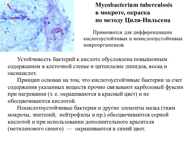 Mycobacterium tuberculosis в мокроте, окраска по методу Циля-Нильсена Устойчивость бактерий