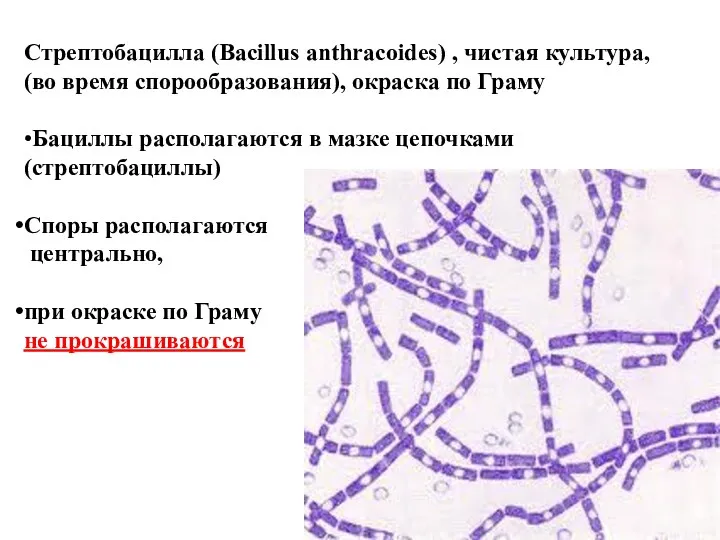 Стрептобацилла (Bacillus anthracoides) , чистая культура, (во время спорообразования), окраска