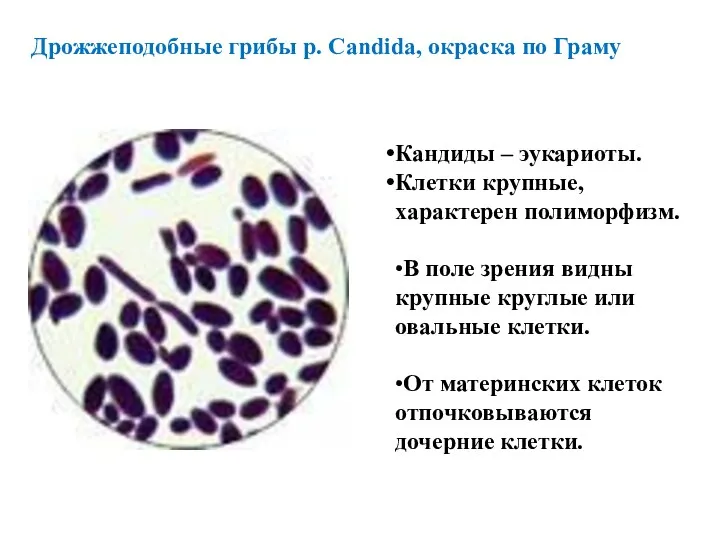 Кандиды – эукариоты. Клетки крупные, характерен полиморфизм. •В поле зрения