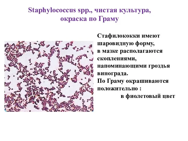 Стафилококки имеют шаровидную форму, в мазке располагаются скоплениями, напоминающими гроздья