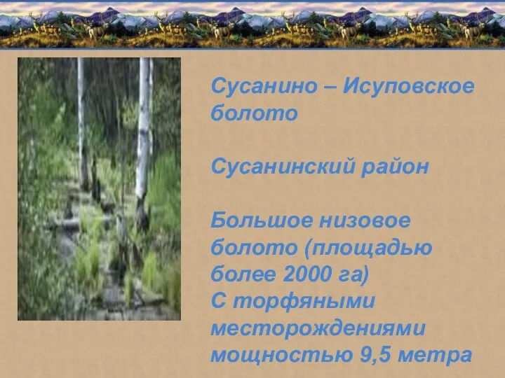 Сусанино – Исуповское болото Сусанинский район Большое низовое болото (площадью