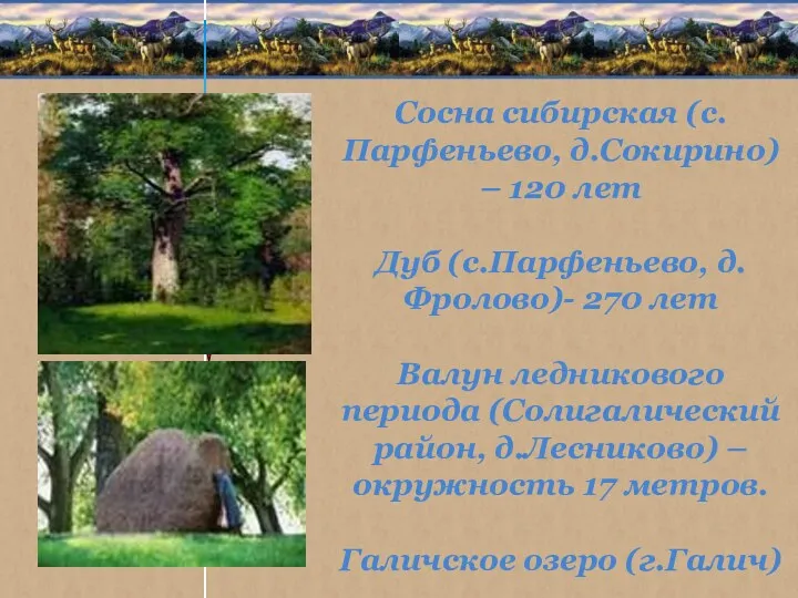 Сосна сибирская (с.Парфеньево, д.Сокирино) – 120 лет Дуб (с.Парфеньево, д.Фролово)-