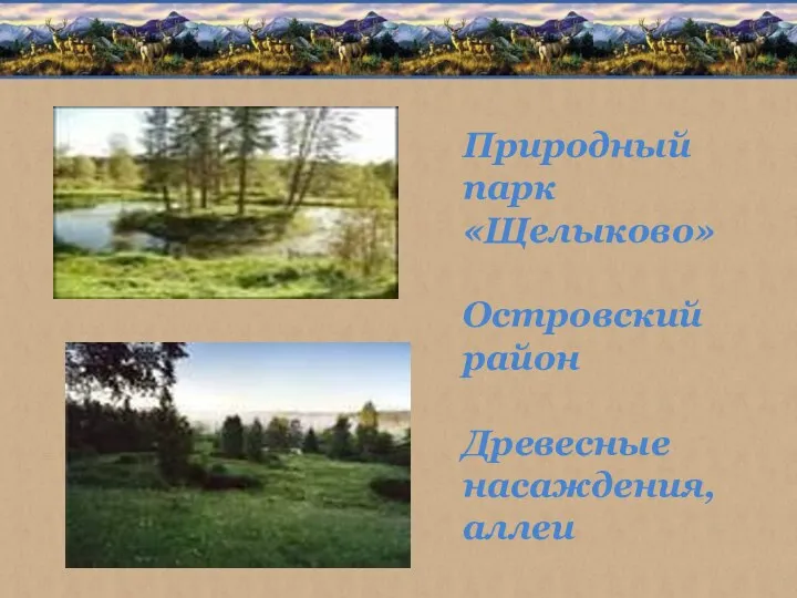 Природный парк «Щелыково» Островский район Древесные насаждения, аллеи