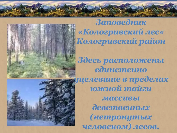 Заповедник «Кологривский лес« Кологривский район Здесь расположены единстенно уцелевшие в